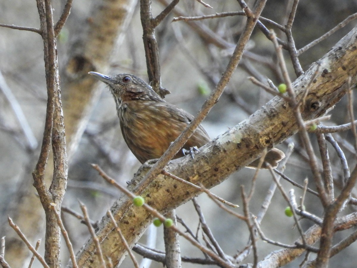 Rufous Limestone Babbler - Warren Regelmann