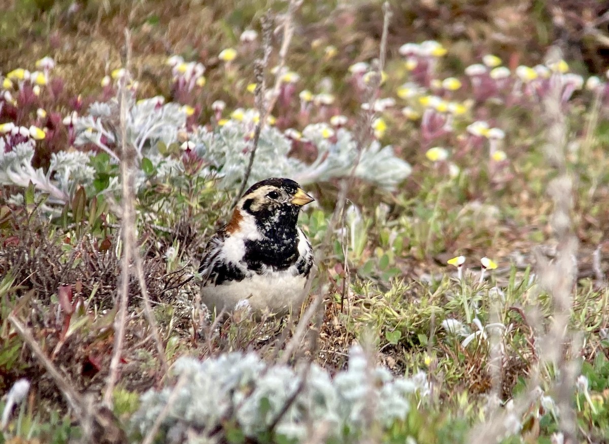 Lapland Longspur - ML617765361