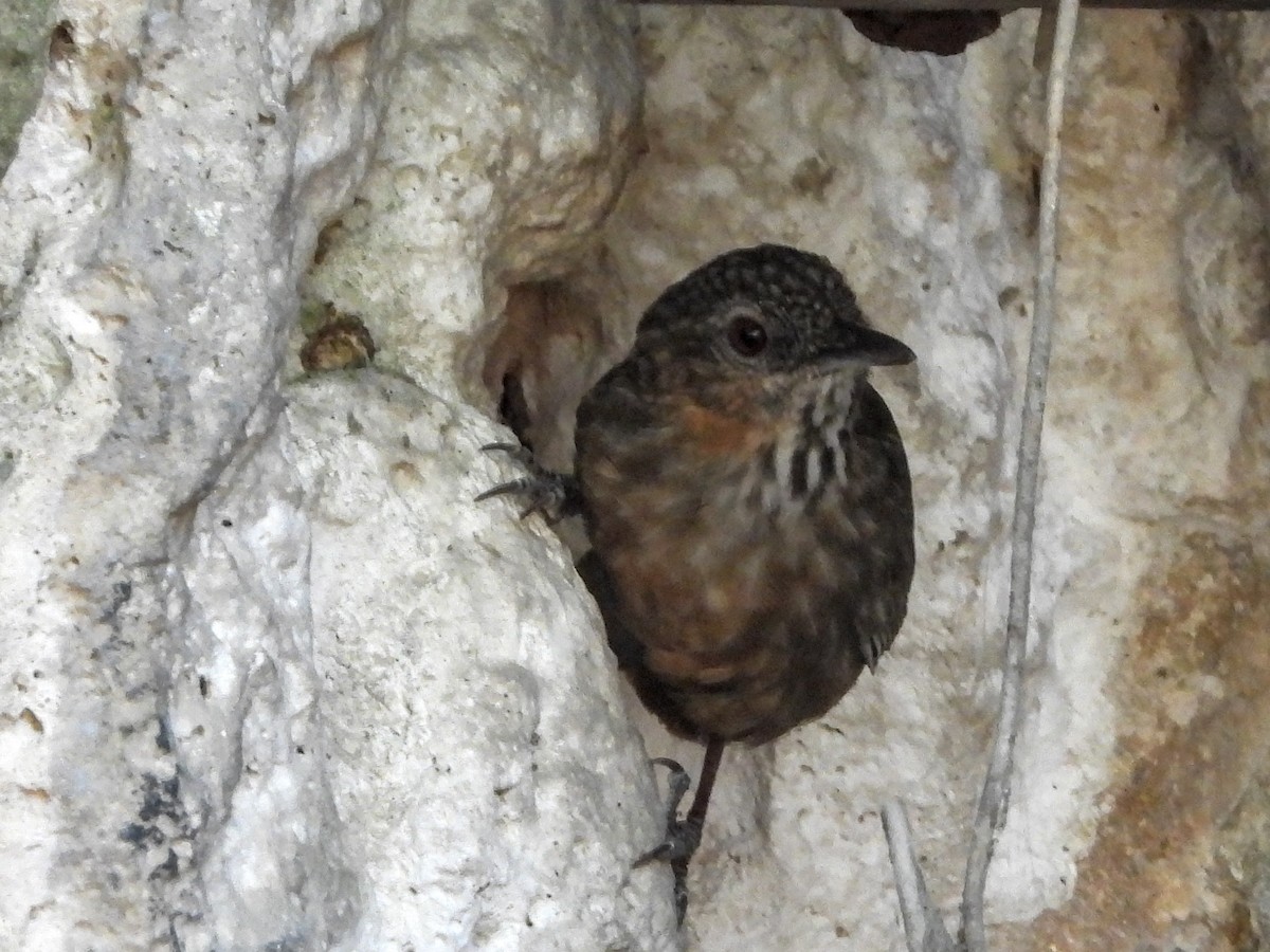 Rufous Limestone Babbler - Warren Regelmann