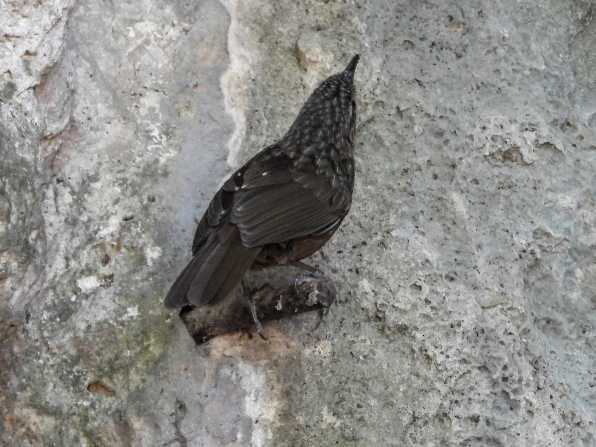 Rufous Limestone Babbler - ML617765397