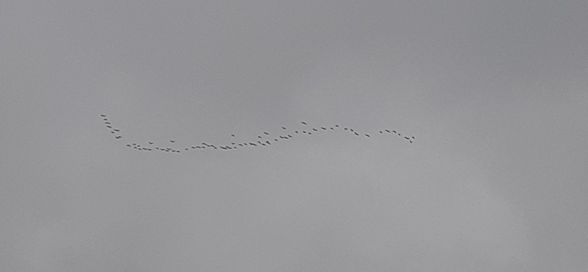 White-faced Ibis - Elizabeth Lorenzo