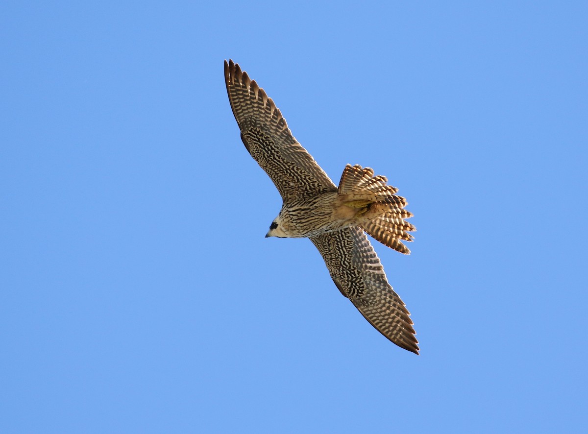 Halcón Peregrino - ML617765404