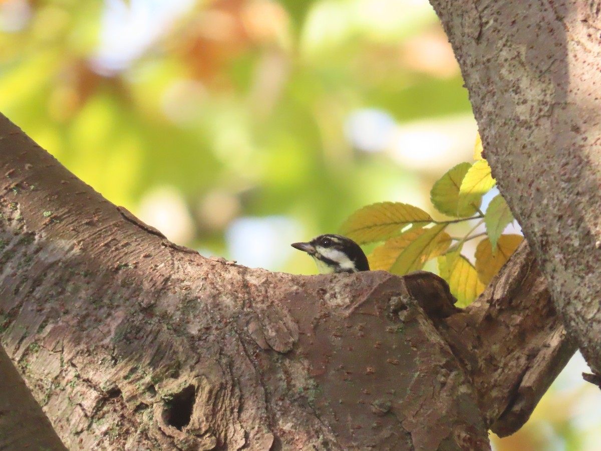 Yellow-bellied Tit - Mu-Ming Lin