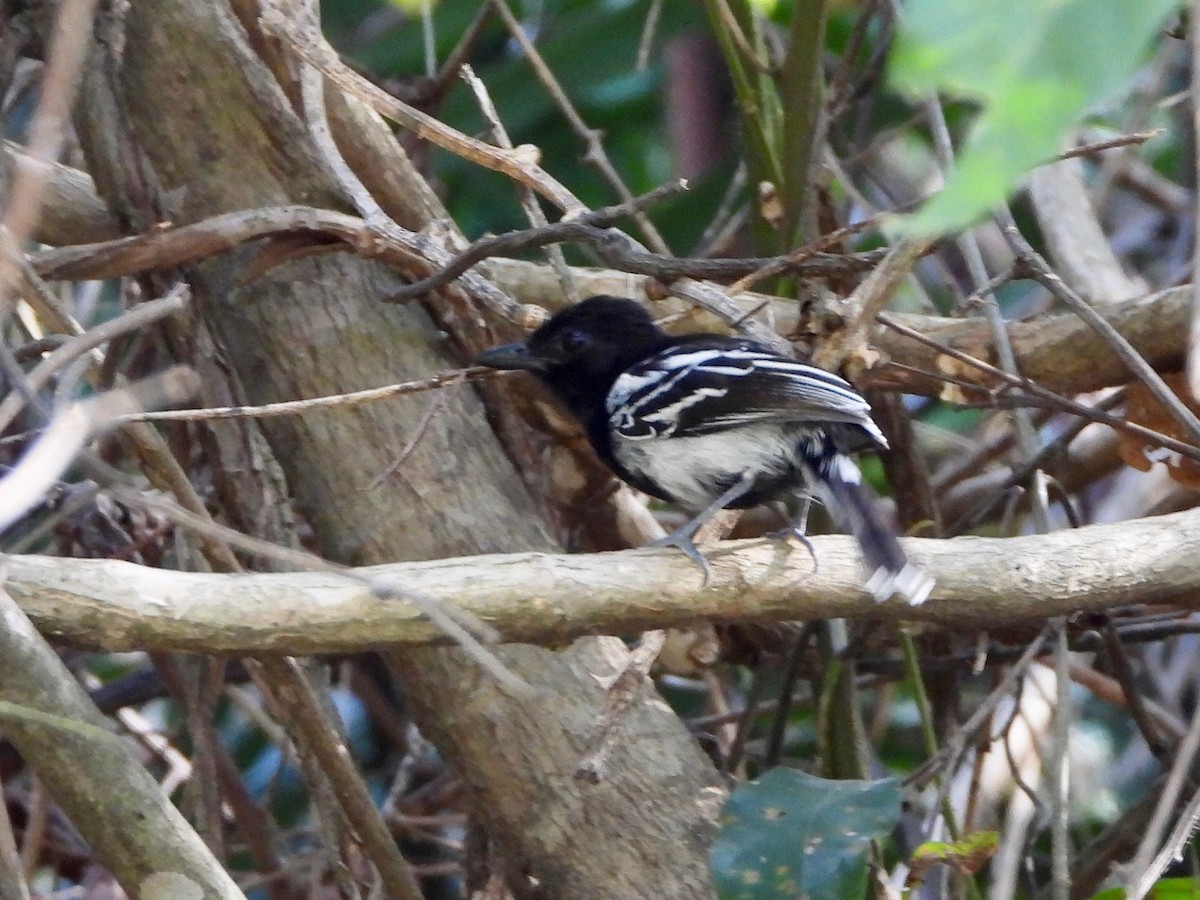 Black-backed Antshrike - ML617765422