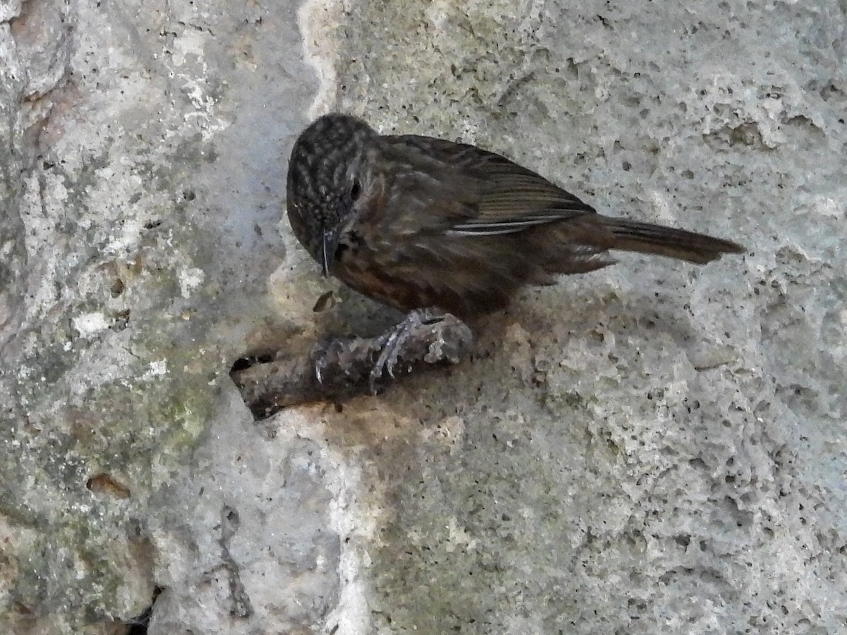 Rufous Limestone Babbler - Warren Regelmann