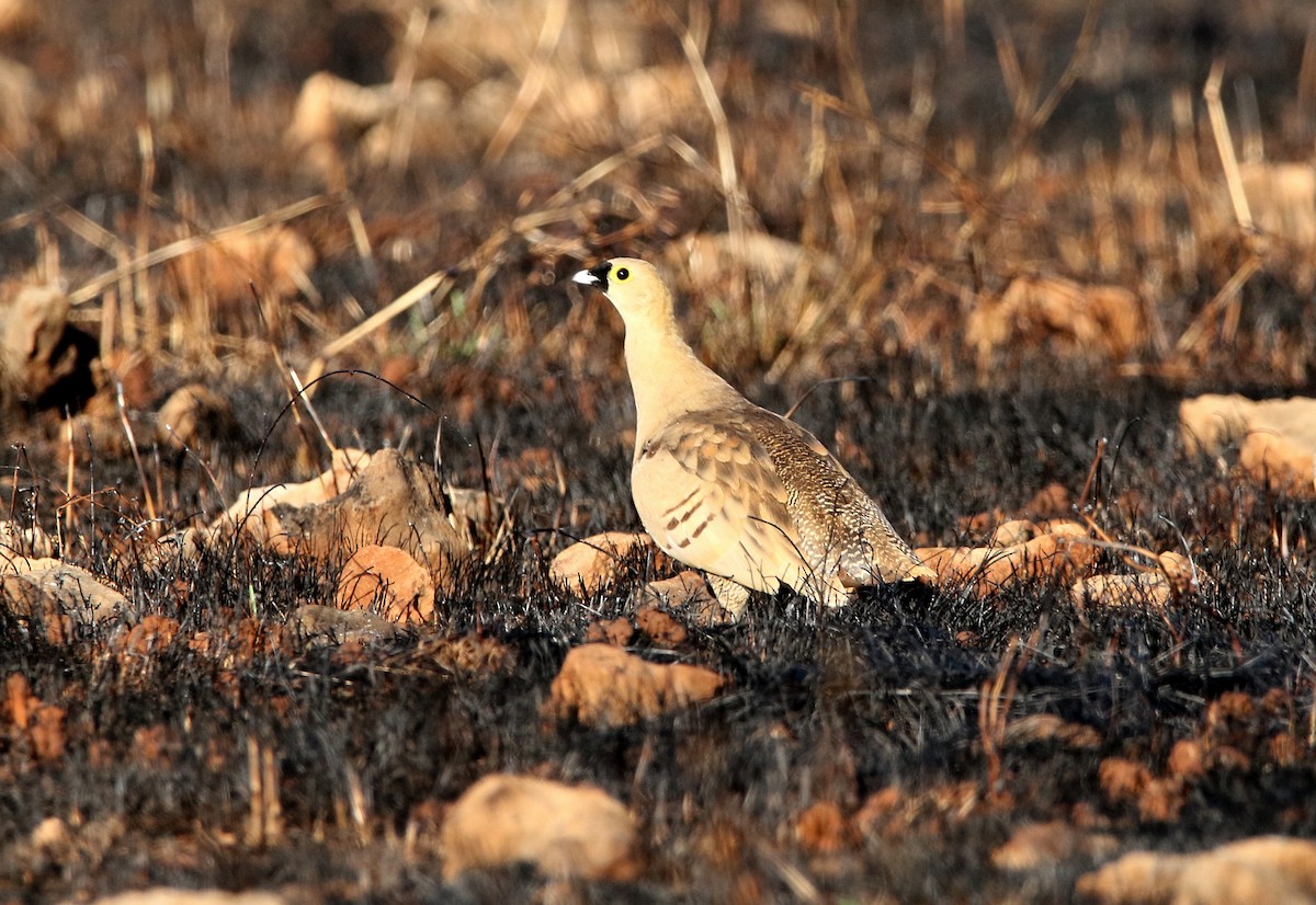 Madagascar Sandgrouse - ML617765449