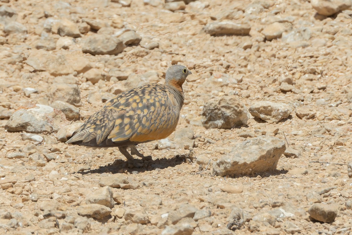 Black-bellied Sandgrouse - Micha Mandel