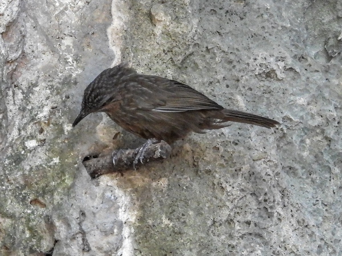 Rufous Limestone Babbler - Warren Regelmann