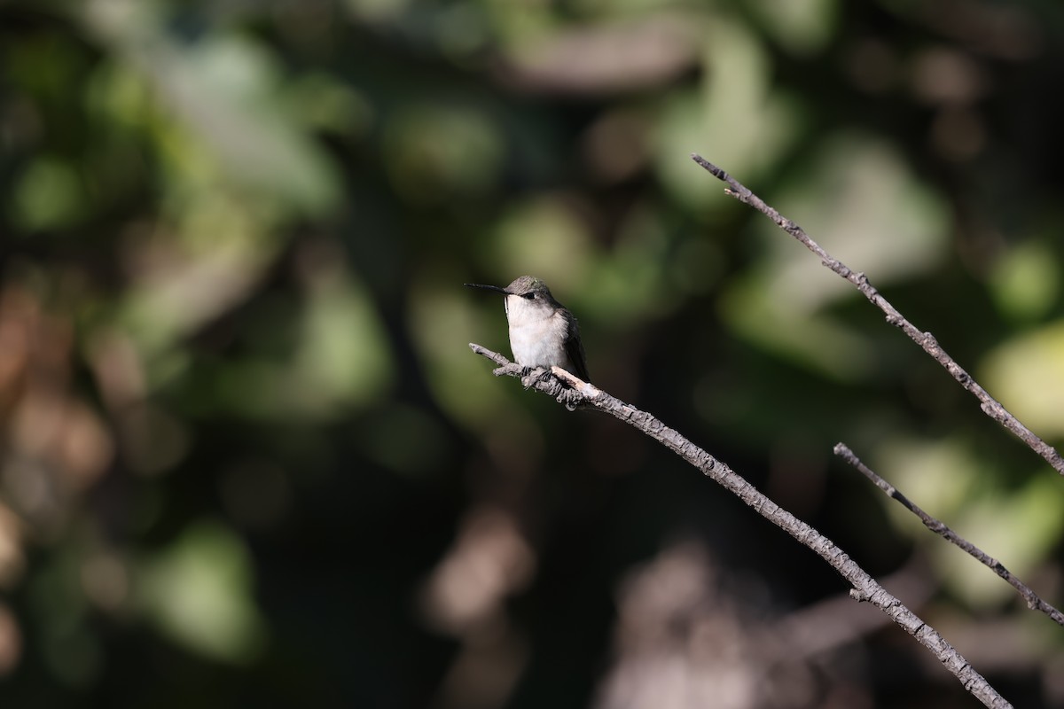 Ruby-throated Hummingbird - ML617765491