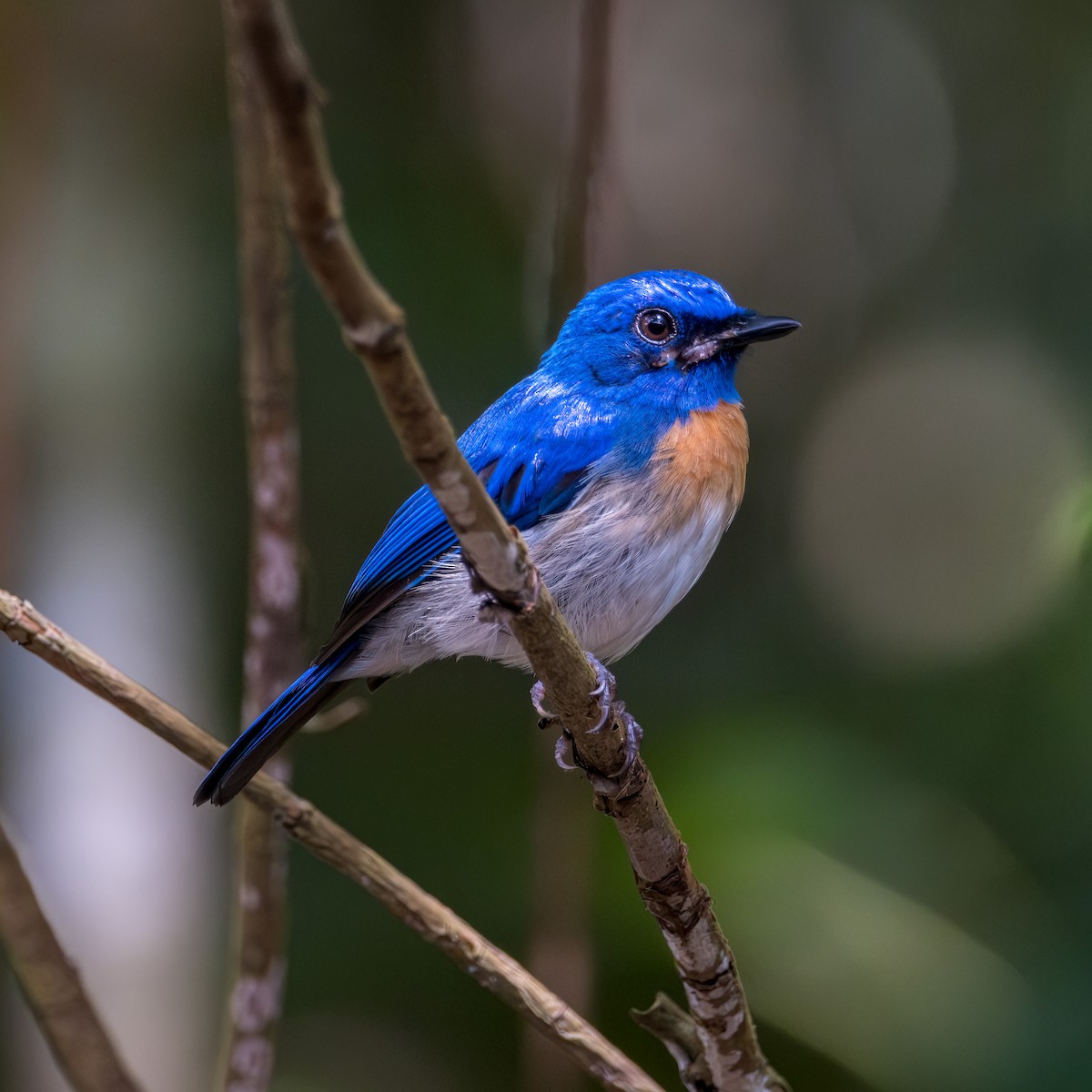 Malaysian Blue Flycatcher - ML617765500