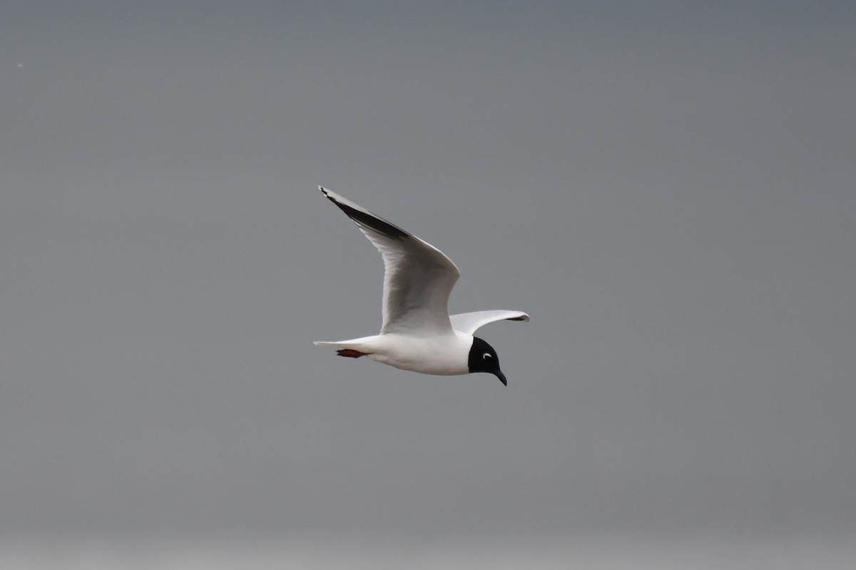 Saunders's Gull - ML617765515