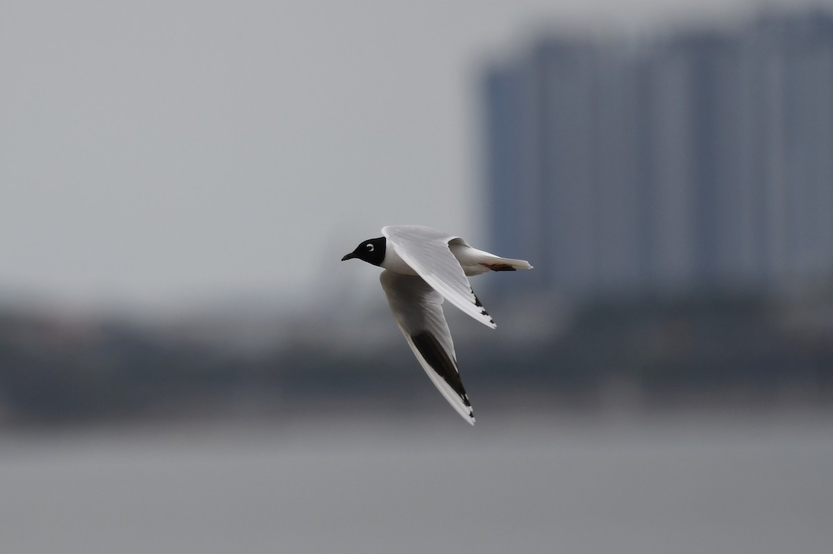 Saunders's Gull - Jinseong Lee