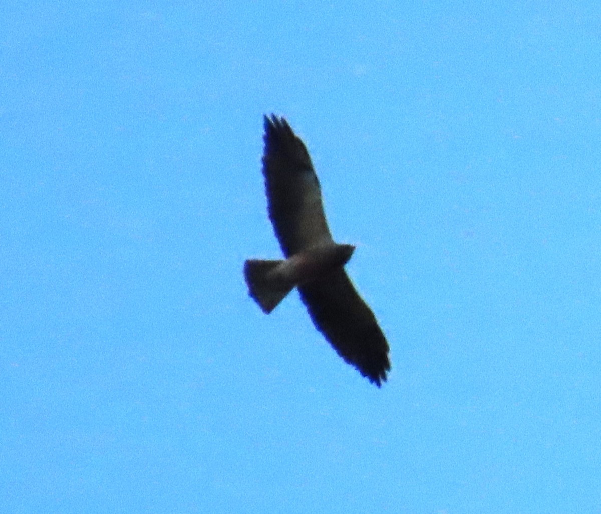 Swainson's Hawk - ML617765532