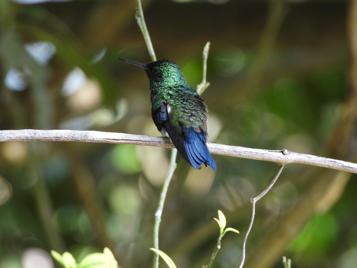 Steely-vented Hummingbird - Jeanette Frazier