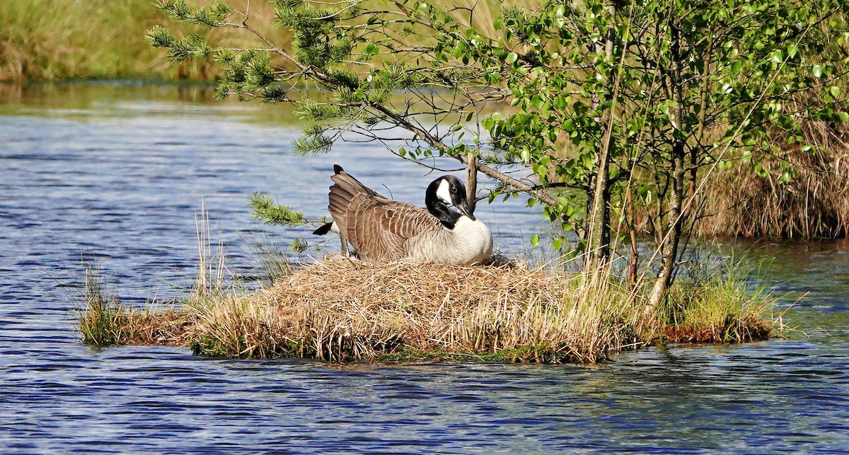 Canada Goose - ML617765559