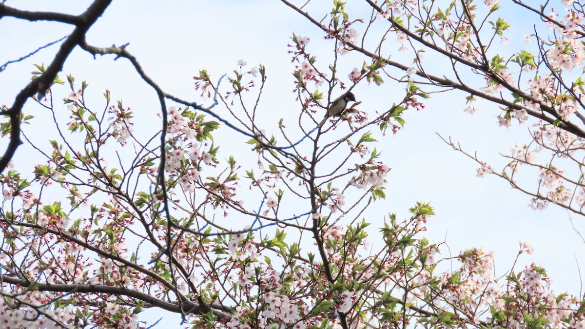 Japanese Tit - ML617765569