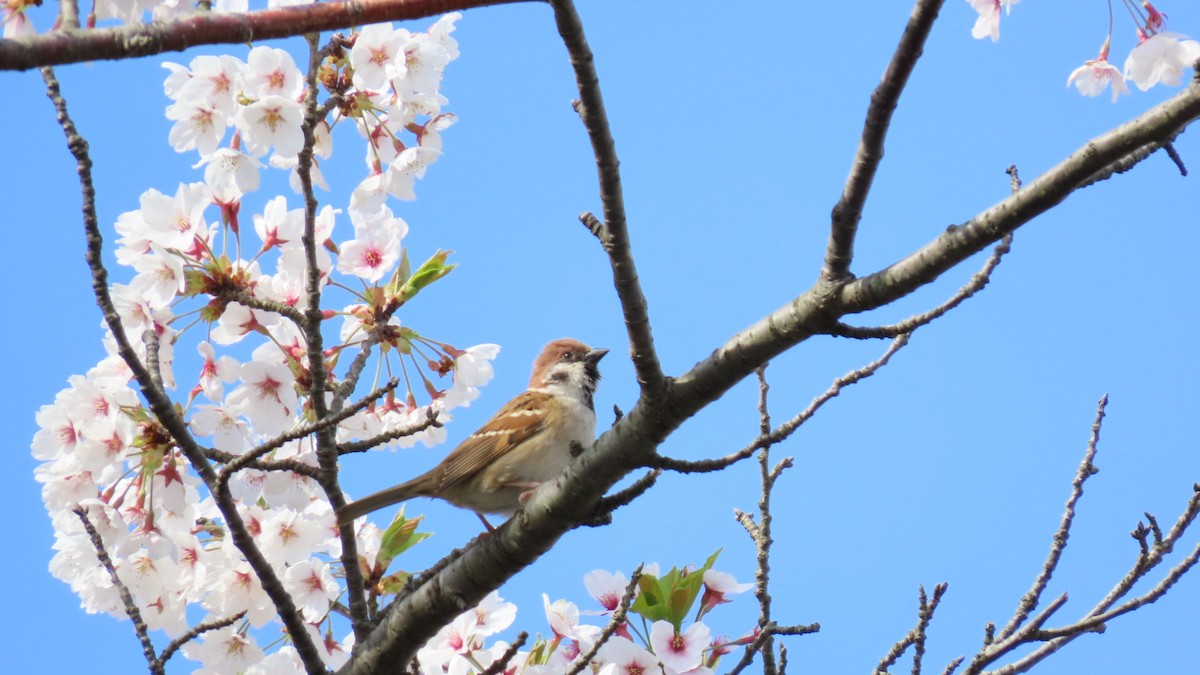 Eurasian Tree Sparrow - YUKIKO ISHIKAWA