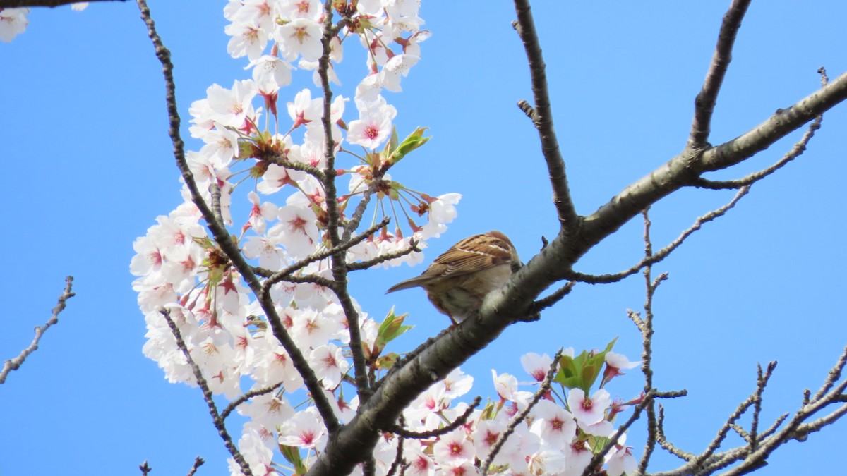 Eurasian Tree Sparrow - ML617765577