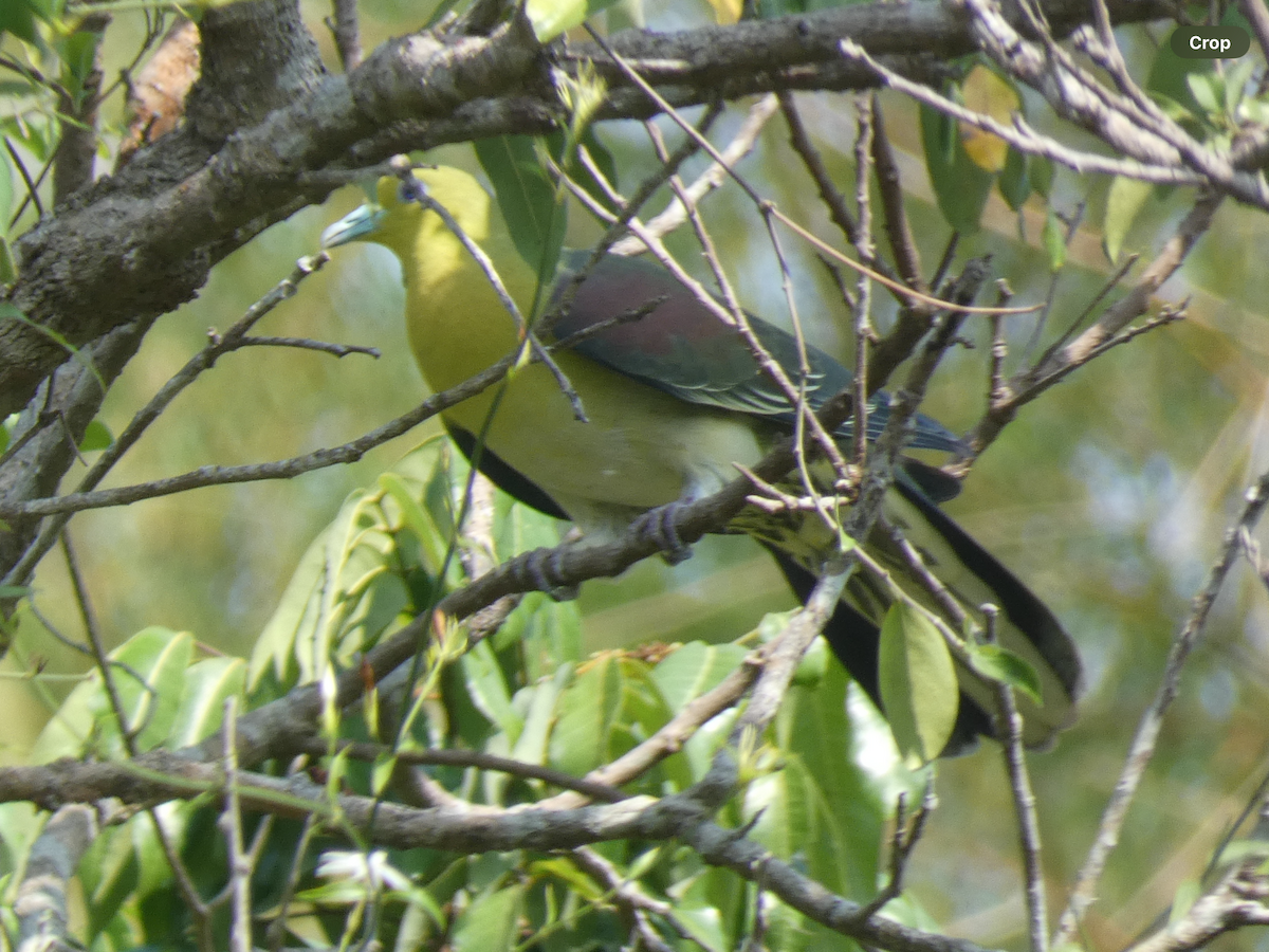 White-bellied Green-Pigeon - Carolyn Sanders