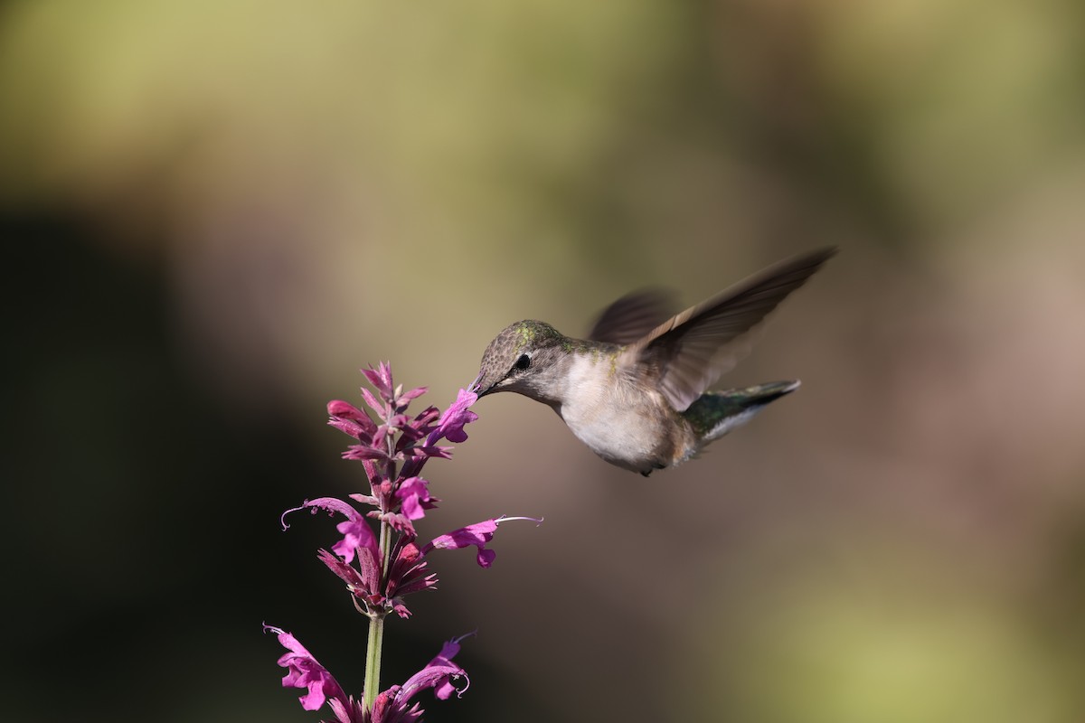Ruby-throated Hummingbird - ML617765606