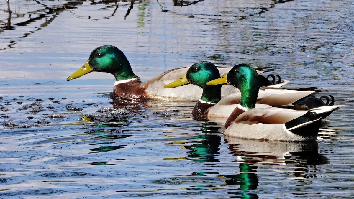 Mallard - Hans-Jürgen Kühnel