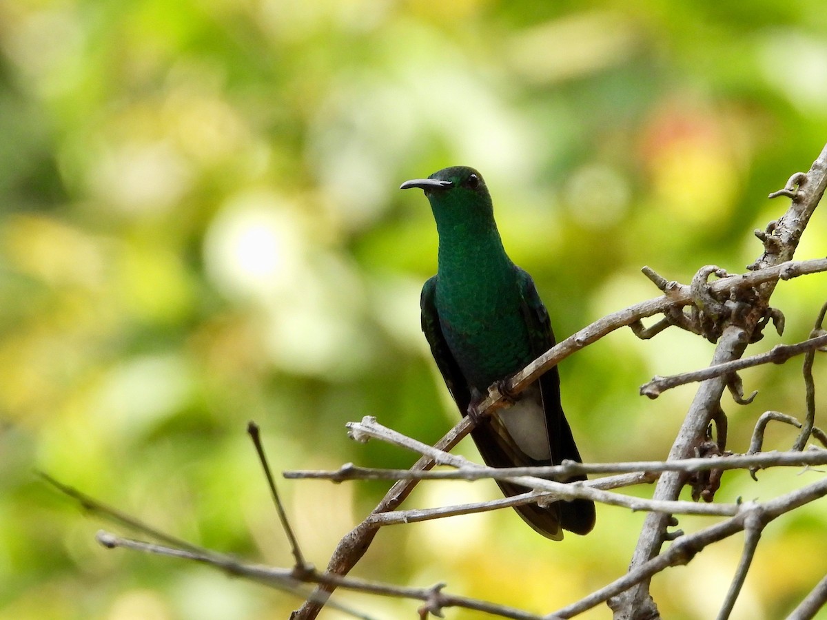 Colibri de Buffon - ML617765630