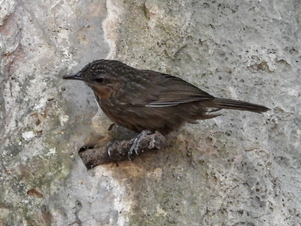 Rufous Limestone Babbler - Warren Regelmann