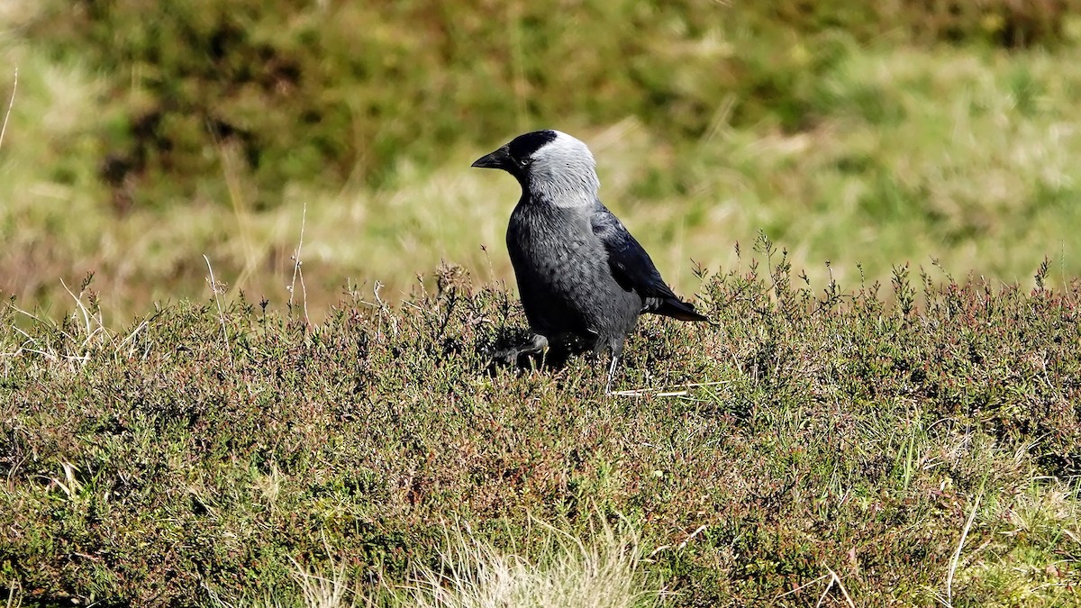 Eurasian Jackdaw - Hans-Jürgen Kühnel