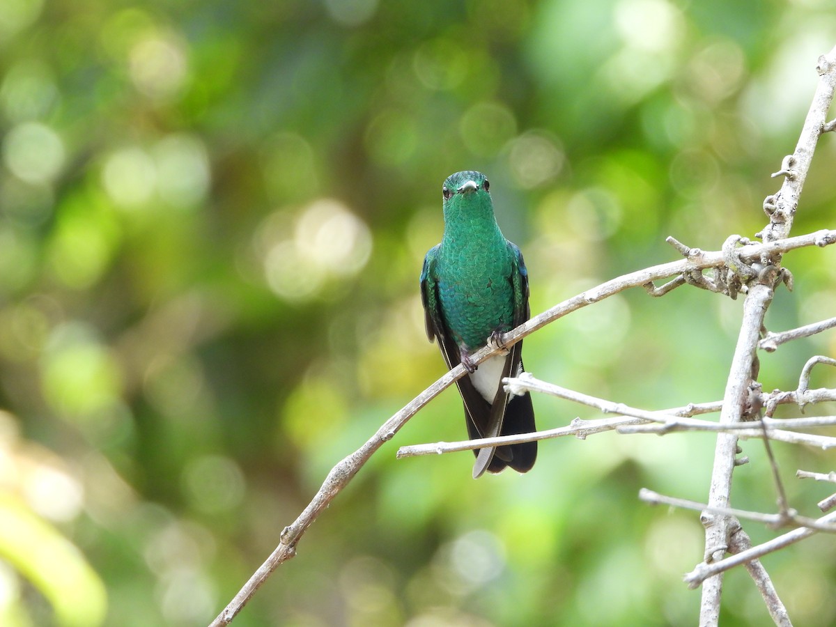 Colibri de Buffon - ML617765642