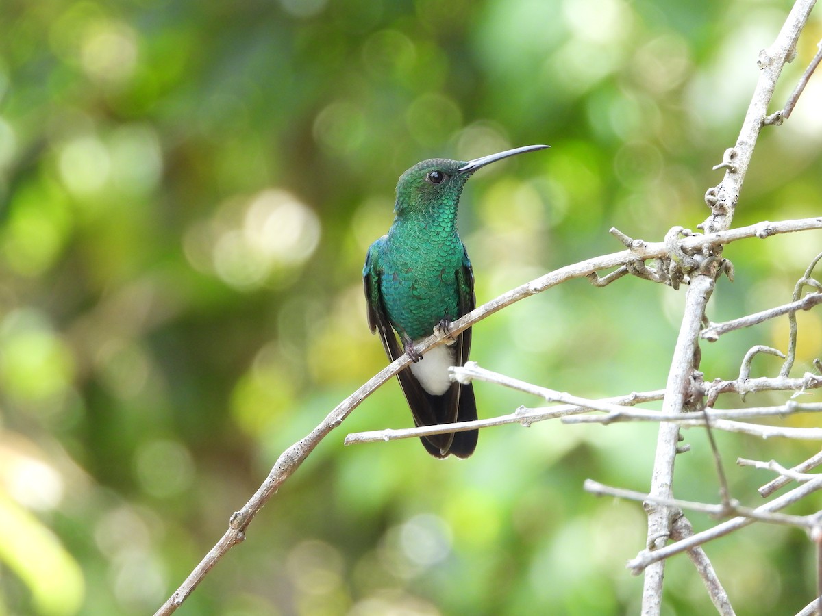 Colibri de Buffon - ML617765649