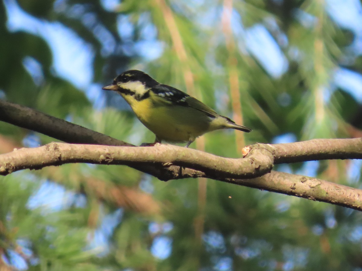 Yellow-bellied Tit - ML617765652