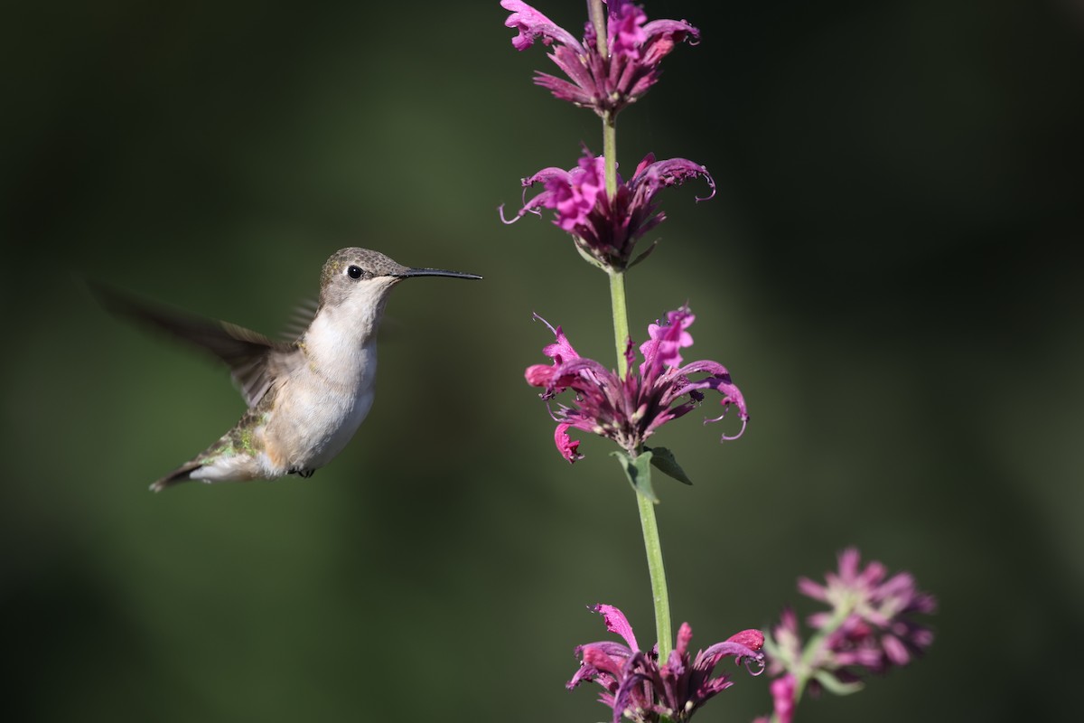 Ruby-throated Hummingbird - ML617765678