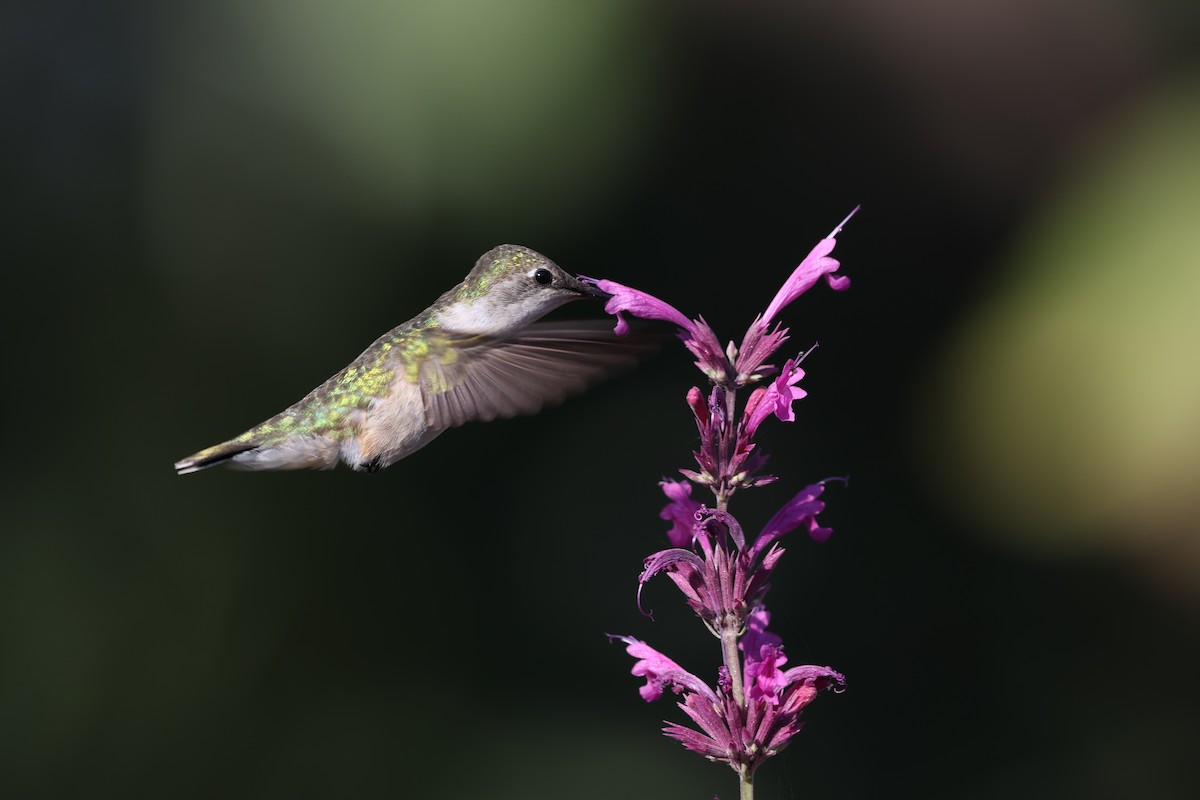 Ruby-throated Hummingbird - ML617765679