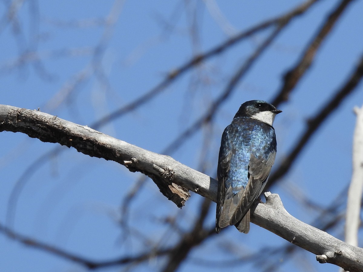 Tree Swallow - ML617765680
