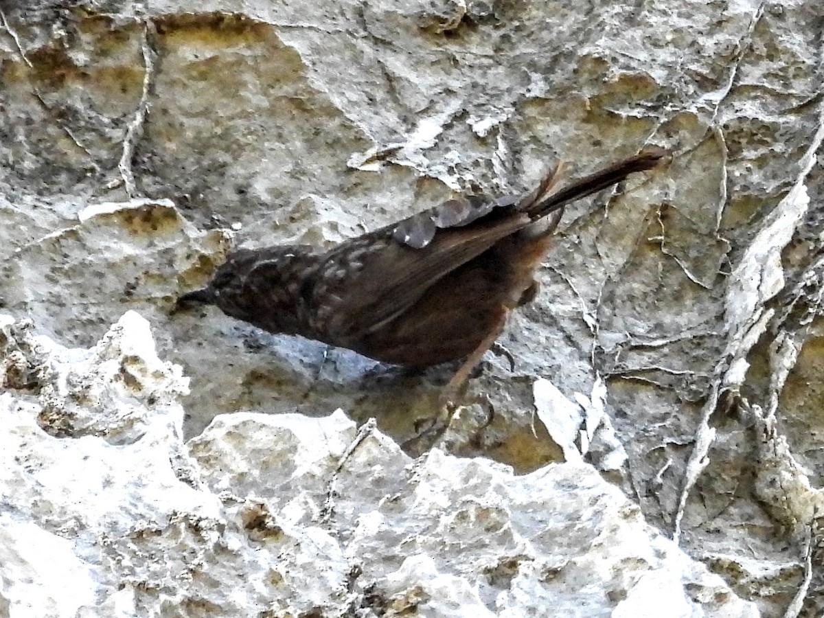 Rufous Limestone Babbler - Warren Regelmann