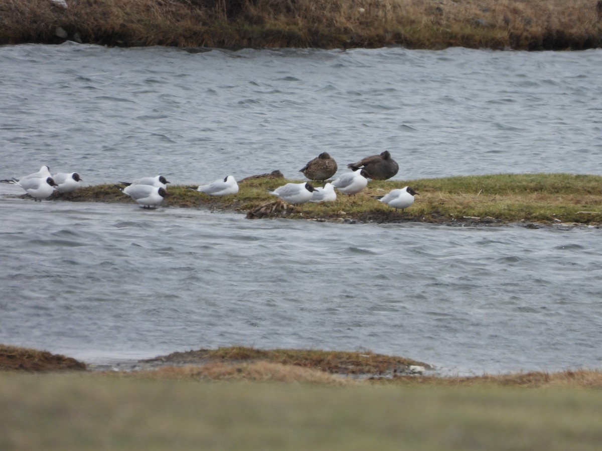 Mouette rieuse - ML617765687