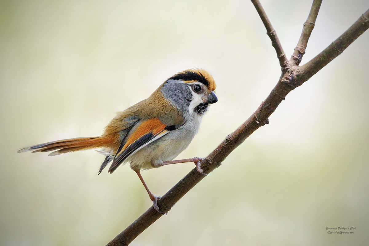 Black-throated Parrotbill - ML617765689