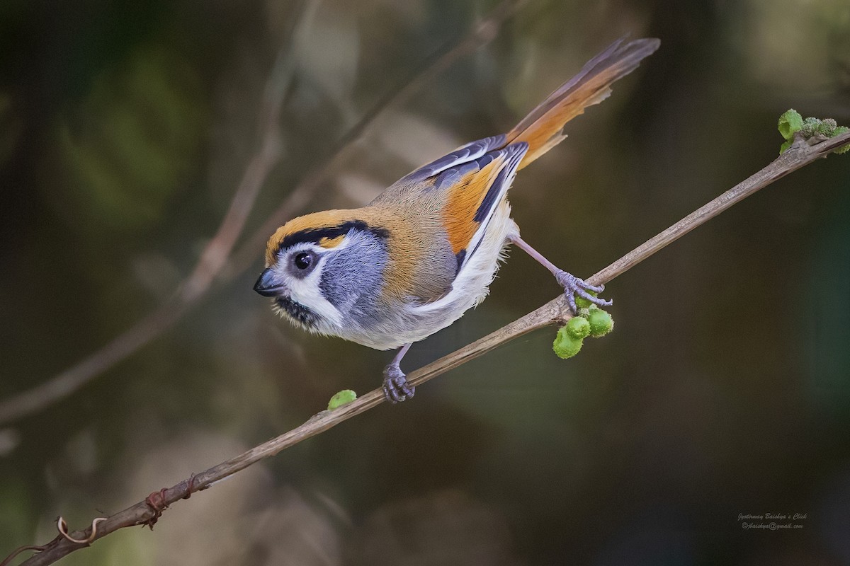 Black-throated Parrotbill - ML617765690