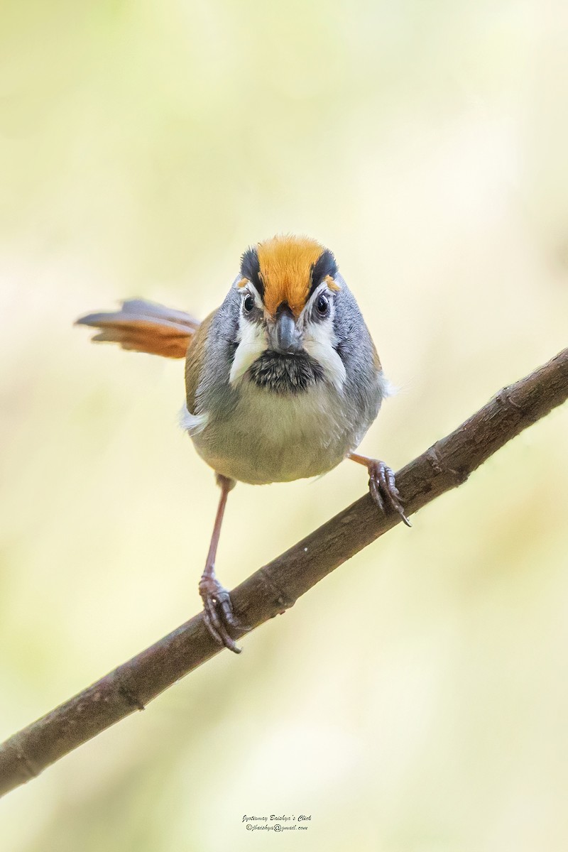 Black-throated Parrotbill - ML617765691