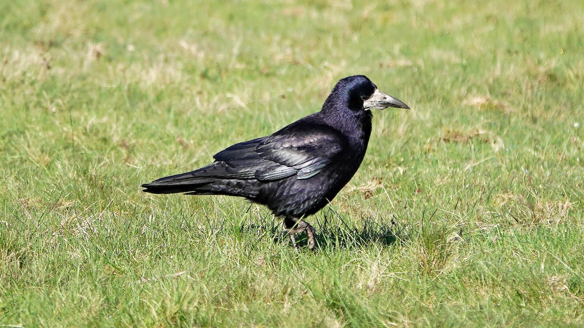 Rook - Hans-Jürgen Kühnel