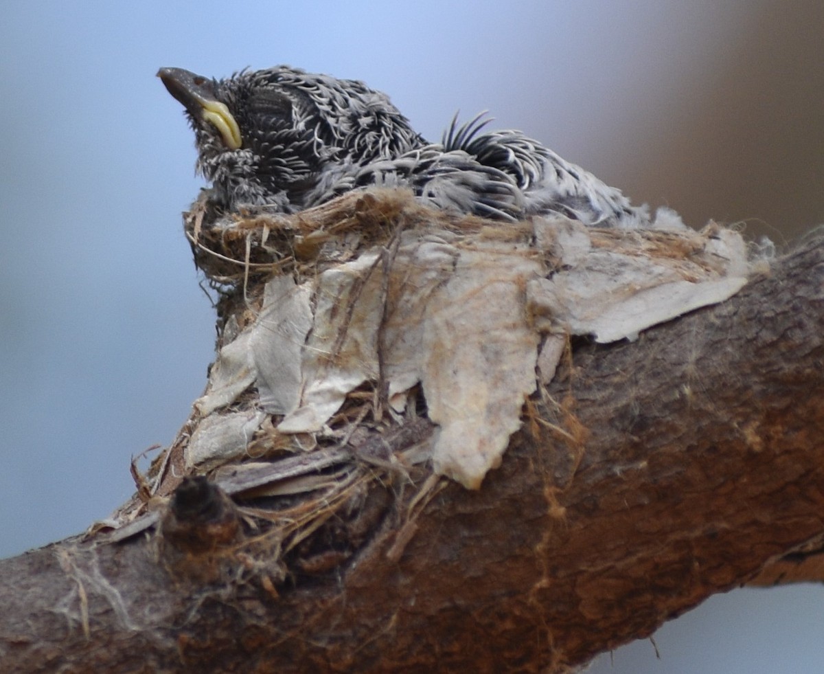 Lemon-bellied Flyrobin - Peter Brown