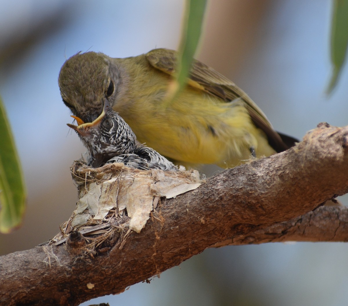 Lemon-bellied Flyrobin - ML617765698