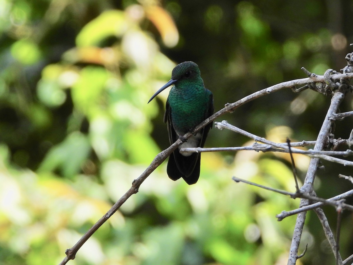 Colibri de Buffon - ML617765711