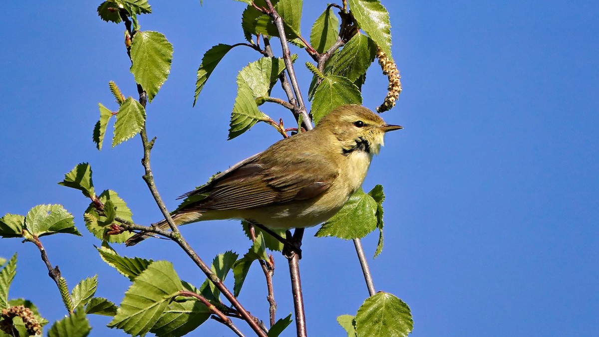 Willow Warbler - ML617765723