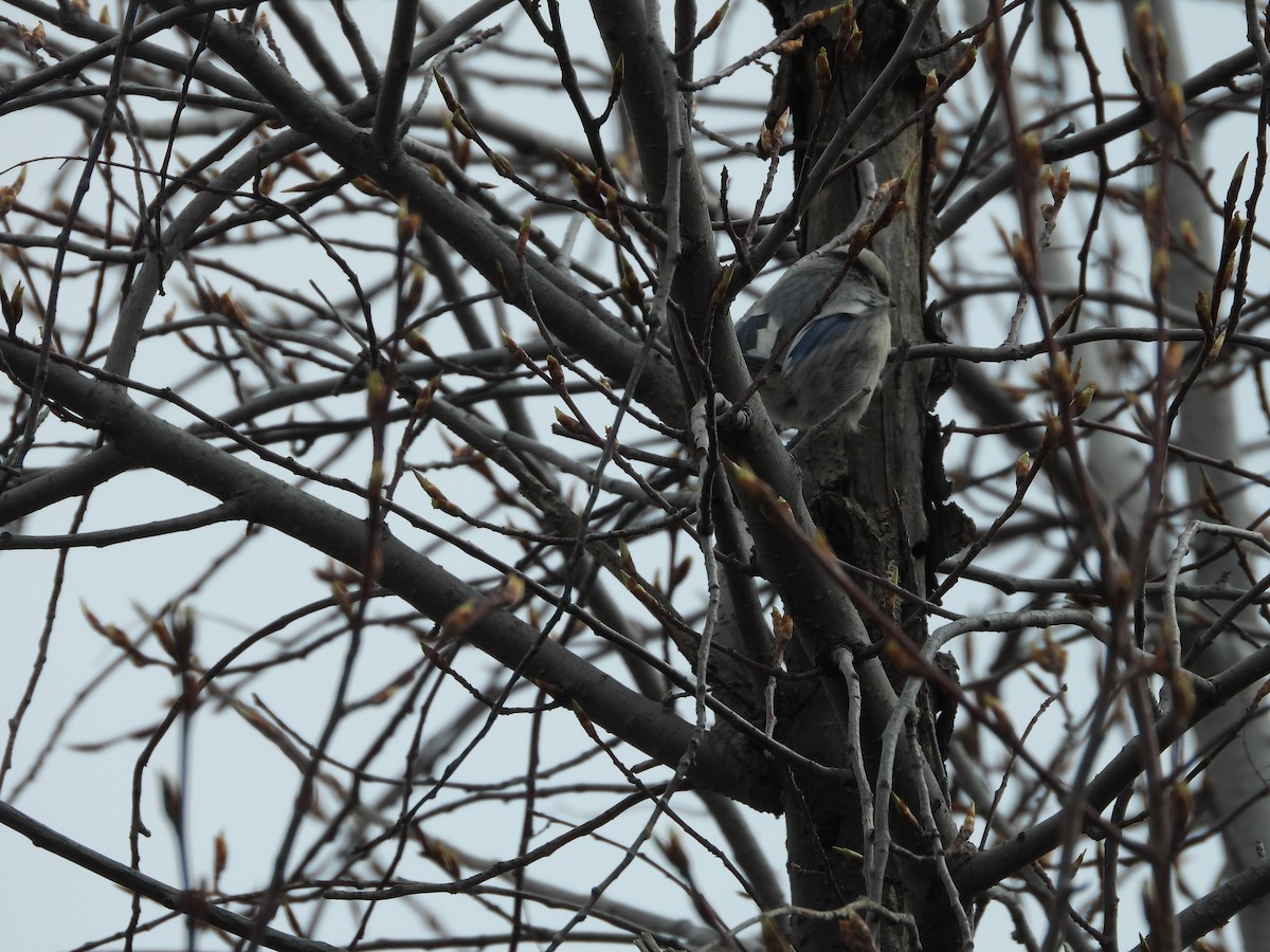 Azure Tit - Bernhard Seliger