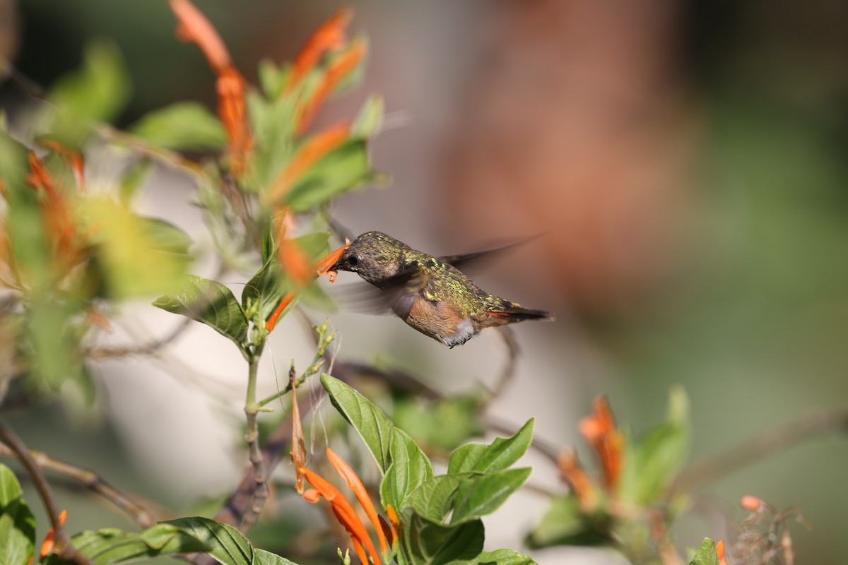 Bumblebee Hummingbird - L. Ernesto Perez Montes (The Mexican Violetear 🦉)