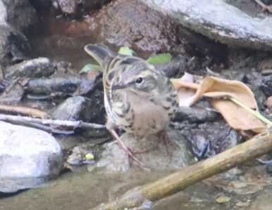 Rosy Pipit - Darshan Mujumdar