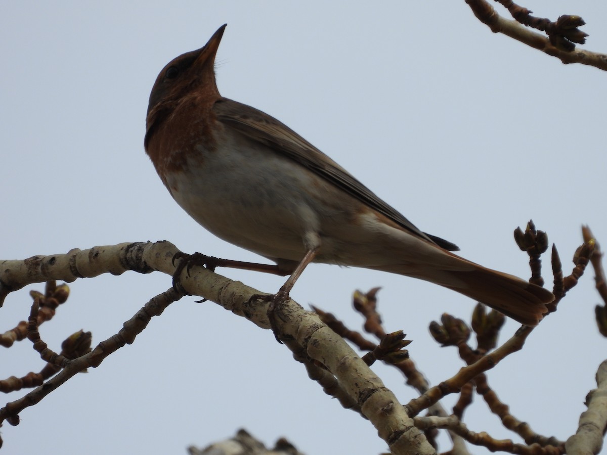 Red-throated Thrush - Bernhard Seliger