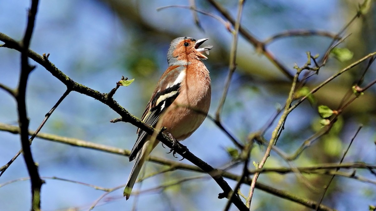 Common Chaffinch - Hans-Jürgen Kühnel