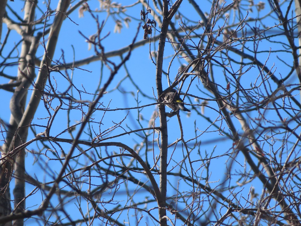 Yellow-rumped Warbler (Myrtle) - ML617765883